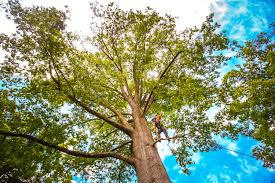 Best Hedge Trimming  in White Oak, PA