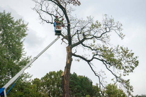 Best Seasonal Cleanup (Spring/Fall)  in White Oak, PA