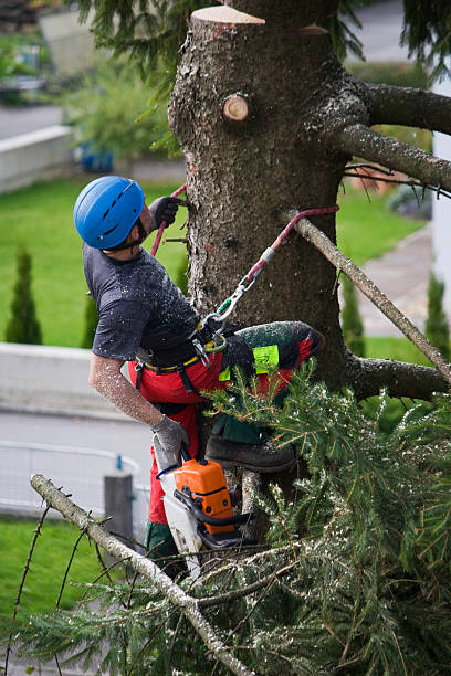 Best Tree Preservation Services  in White Oak, PA