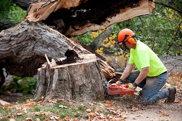 Best Soil Testing and Treatment  in White Oak, PA