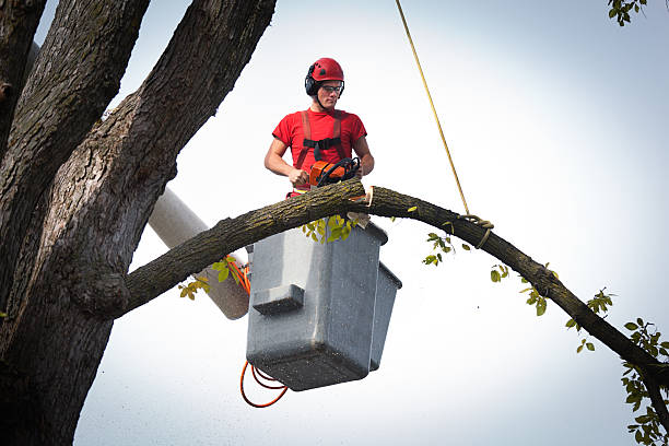 Best Hazardous Tree Removal  in White Oak, PA