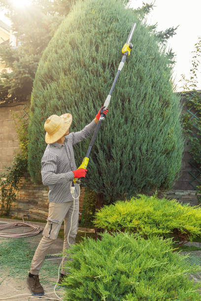 Best Tree Mulching  in White Oak, PA