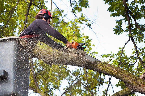 Best Grass Overseeding  in White Oak, PA